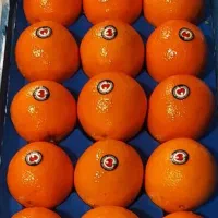 دستگاه سورتینگ مرکبات . میوه