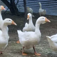 جوجه قوغاز لیندا ، خالماگور سفید