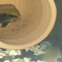 ماهی آکواریوم براش افرا مولد جفت|ماهی|شیراز, فرودگاه شهید دستغیب شیراز|دیوار