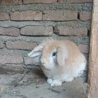 خرگوش لوپ ماده