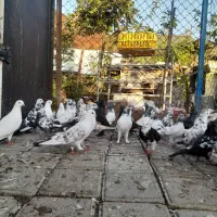 کبوتر رشت