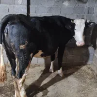 مایل به معاوضه نیستم|حیوانات مزرعه|جیرنده, |دیوار