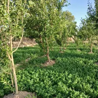 زمین باغی ، باغ ، زمین کشاورزی|فروش زمین و ملک کلنگی|اصفهان, خرم|دیوار