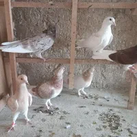 کبوتر پرشی|پرنده|قم, بیانی|دیوار