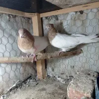 کفتر|پرنده|میانه, |دیوار