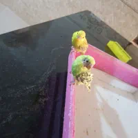 جوجه مرغ عشق