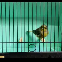 قناری گلاستر (کنسورت )اوجینال گریدA نر