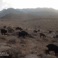 بز کهره دار