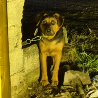 واگذاری|سگ|کتالم و سادات شهر, |دیوار