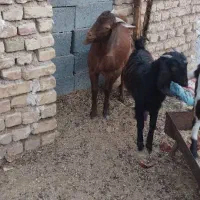 کهره نر و ماده