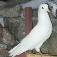 کبوتر کفتر جوجه|پرنده|صومعه‌سرا, |دیوار