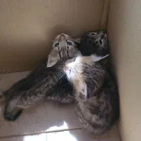 واگذاری بچه گربه ملوس