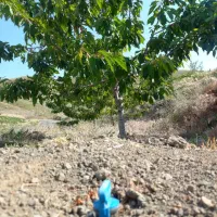فروش باغ گیلاس و آلبالو|فروش خانه و ویلا|تهران, آذربایجان|دیوار