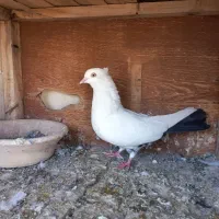 کبوتر رنگی|پرنده|قم, بیست متری ولیعصر|دیوار