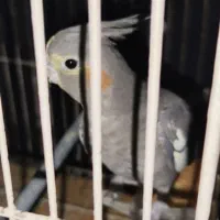 عروس هلندی