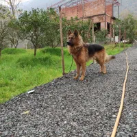 واگذاری ژرمن کینگ نر شیب خط خونی حرفه ای