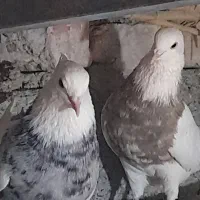 کبوتر طوقی کرمانشاهی