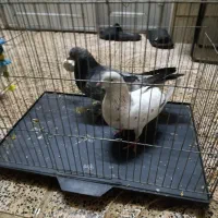 کفتر سرور دهن جور