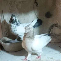 کبوتر کل دم سیاه پرشی