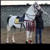 مادیان کرد ۲۴ماه