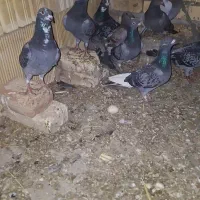 مگسی نرو ماده باهم