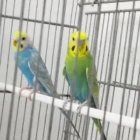 مرغ عشق|پرنده|اهواز, کیان اباد|دیوار