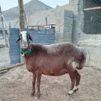 میش چینی قوچ بز بره کهره