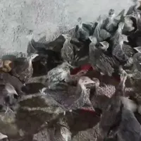 شرکت آذر جوجه عبادی فروش بوقلمون