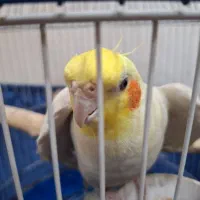 عروس هلندی لوتینو نر سخنگو(قرعه کشی)