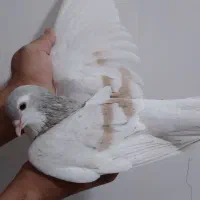 چپ هفت رنگ
