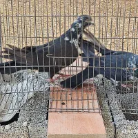 کبوتر|پرنده|ایلام, |دیوار