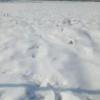 2هکتار-زمین-گندم-کاشته-شده-به-اجاره-داده-می-شود