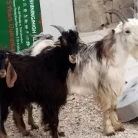 فروش گوشت کهره نر  تازه تازه