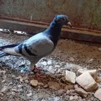 کبوتر مینا کاکلی المانی