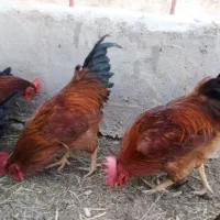 تعدادی خروس|حیوانات مزرعه|شیرینسو, |دیوار