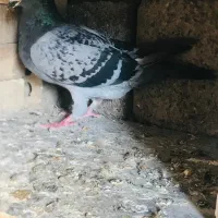 کبوتر پلاکی|پرنده|اهواز, کیانشهر|دیوار