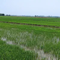 گندم سه روز دیگه درو می کنم