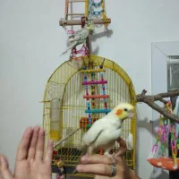 عروس هلندی