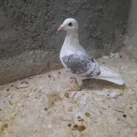 گراف یا کویتی طاووسی ماده