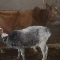 گاو گوساله لیشه گوساله ماده