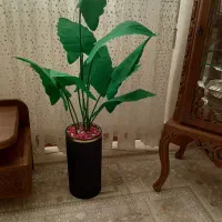 گل مصنوعی بابا آدم بزرگ نصف قیمت بازار