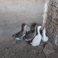 قوغاز
