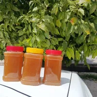 فروش عسل طبیعی از کندو به مصرف