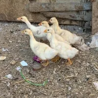 قوغاز لیندا جوجه قوغاز لیندا|حیوانات مزرعه|اردبیل, |دیوار