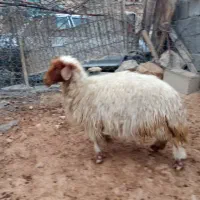 میش و بره|حیوانات مزرعه|سیوان, |دیوار