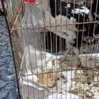 گلین اصل ریش کاکول دار