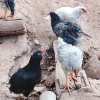 مرغ و خروس محلی