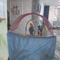 جفت عروس هلندی نر وماده باقفس