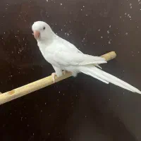 راهب آلبینو نر ماده لوتینو عروس هلندی بالغ