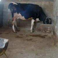 گاو شیری باگوساله ماده|حیوانات مزرعه|لردگان, |دیوار